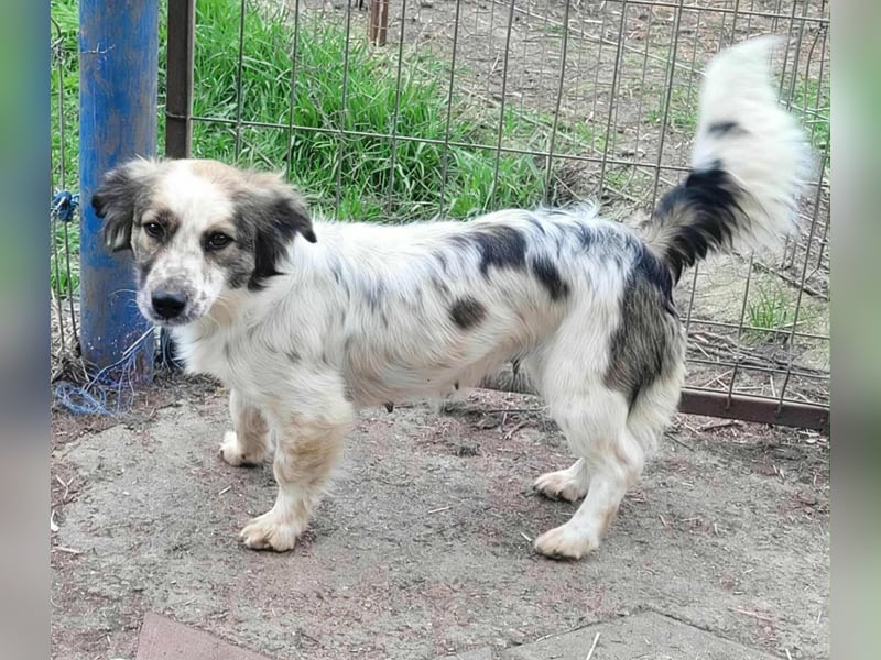 Ju'Ni - Baby unserer Straßenhündin April