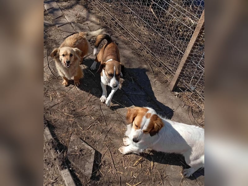 MAI - Baby unserer Straßenhündin April