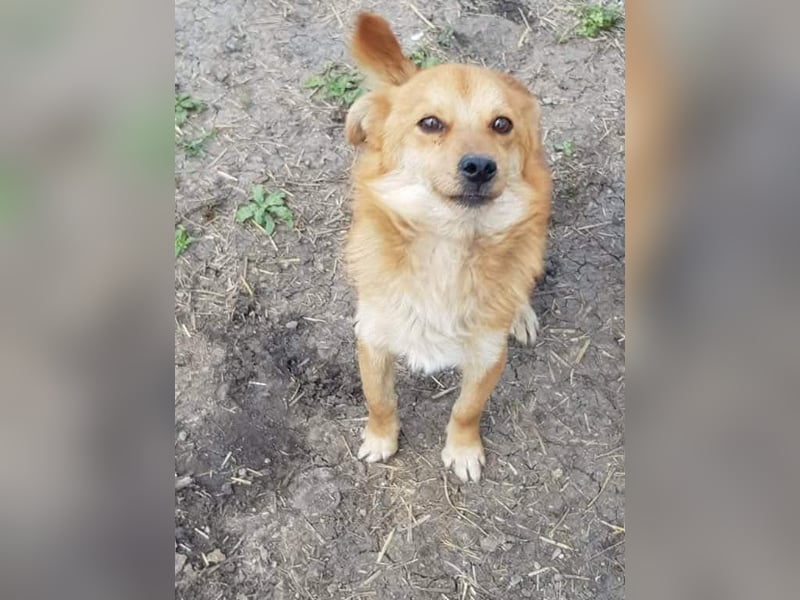 TANNER - gerettet aus Horror Tötung Slatina, Ostern'22