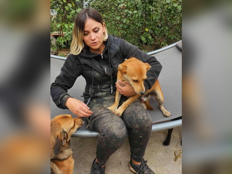 TANNER - gerettet aus Horror Tötung Slatina, Ostern'22 TANNER - gerettet aus Horror Tötung Slatina, Ostern'22