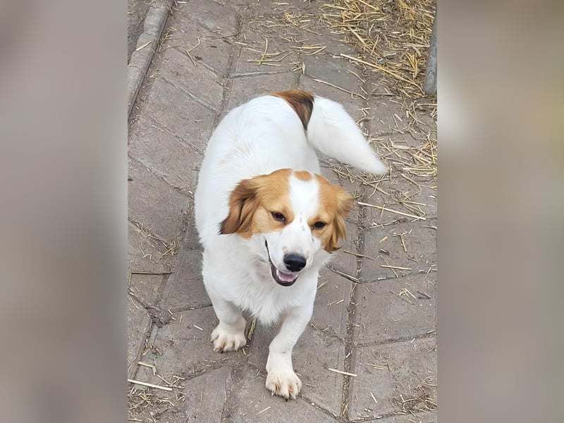 MAI - Baby unserer Straßenhündin April