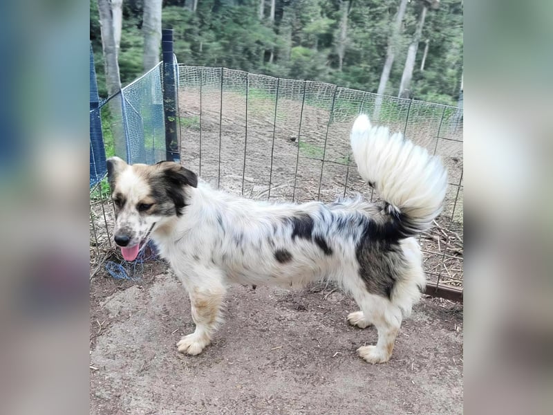 Ju'Ni - Baby unserer Straßenhündin April