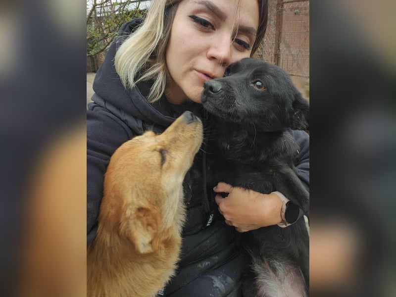 TANNER - gerettet aus Horror Tötung Slatina, Ostern'22