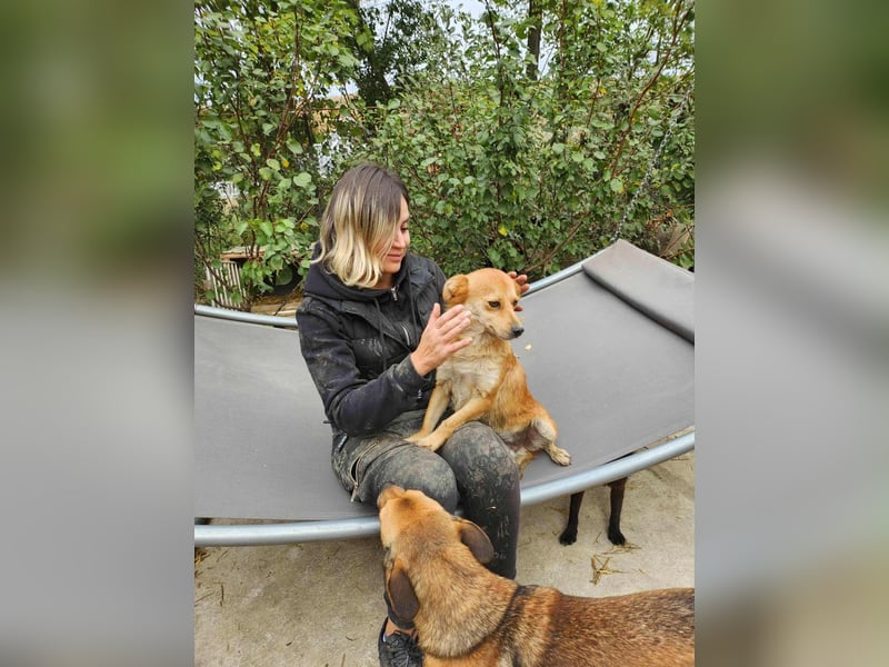 TANNER - gerettet aus Horror Tötung Slatina, Ostern'22 TANNER - gerettet aus Horror Tötung Slatina, Ostern'22