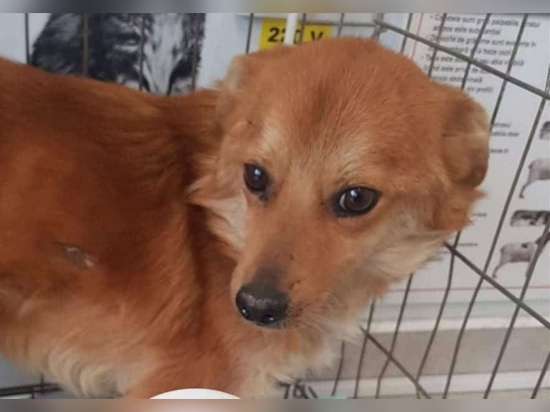 TANNER - gerettet aus Horror Tötung Slatina, Ostern'22 TANNER - gerettet aus Horror Tötung Slatina, Ostern'22