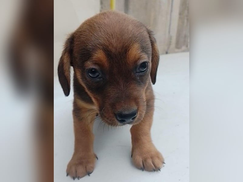 HOPE - kleine Herzensdame