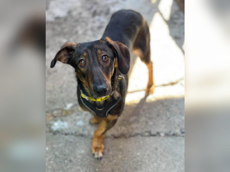 RUFUS - aktiver Hundebub sucht seine Menschen