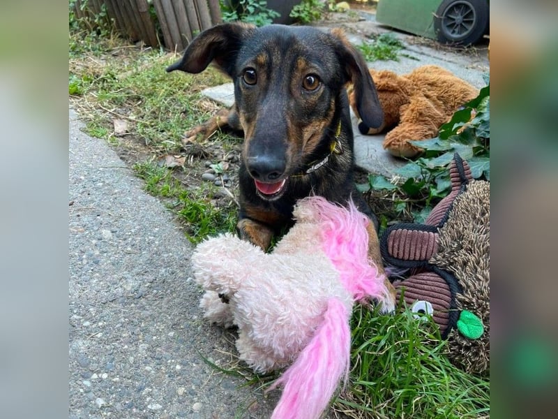 RUFUS - aktiver Hundebub sucht seine Menschen