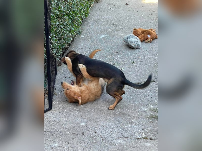 RUFUS - aktiver Hundebub sucht seine Menschen