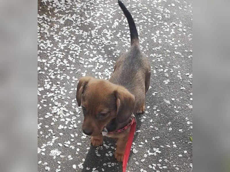 HOPE - kleine Herzensdame