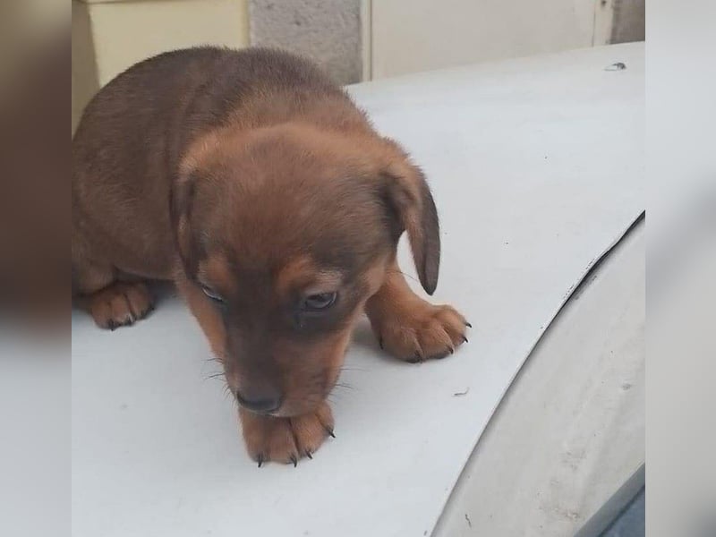 HOPE - kleine Herzensdame