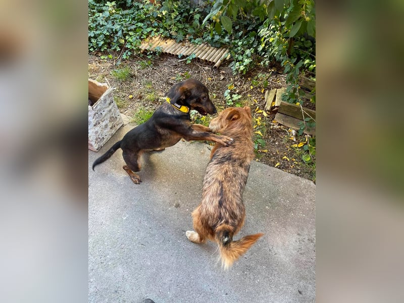 RUFUS - aktiver Hundebub sucht seine Menschen