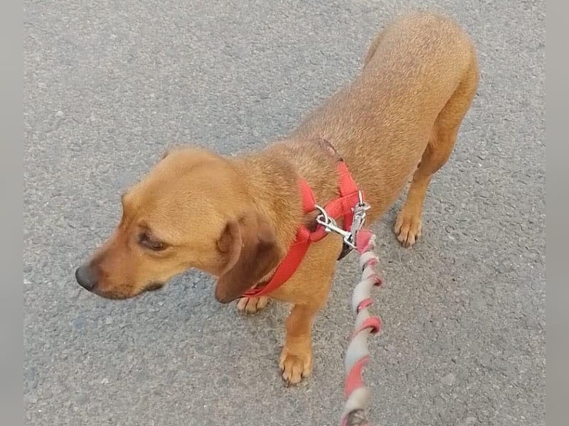 HOLLY - sucht ihren sicheren Hafen