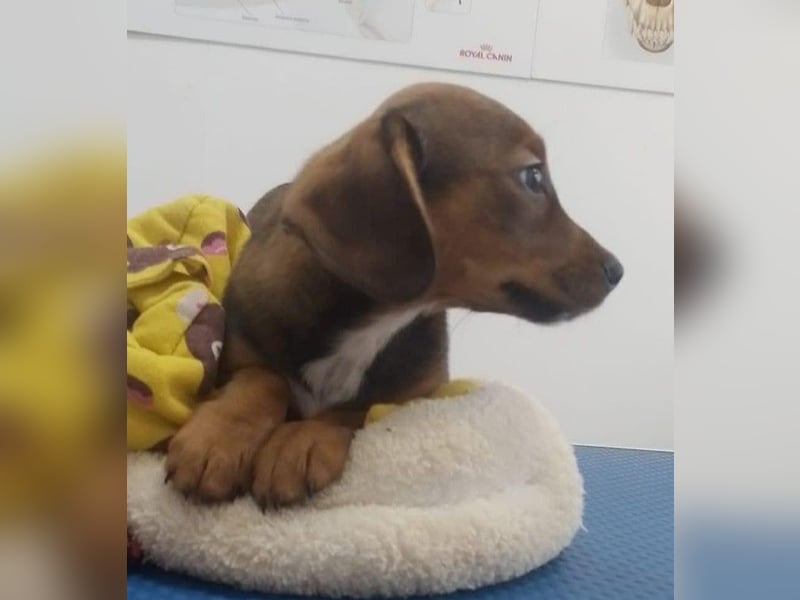 HOPE - kleine Herzensdame