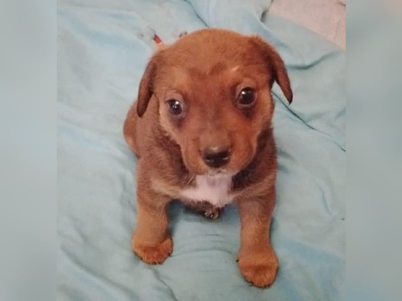 HOPE - kleine Herzensdame