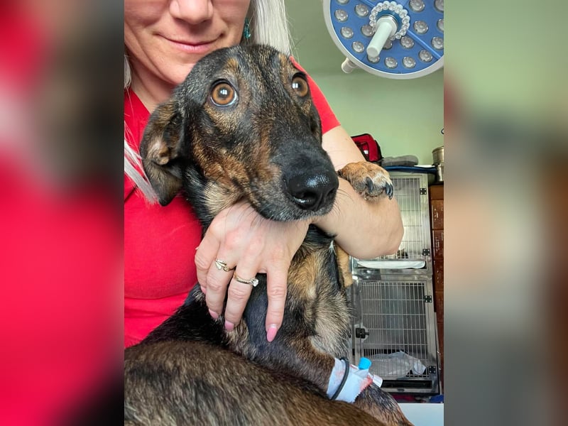 RUFUS - aktiver Hundebub sucht seine Menschen