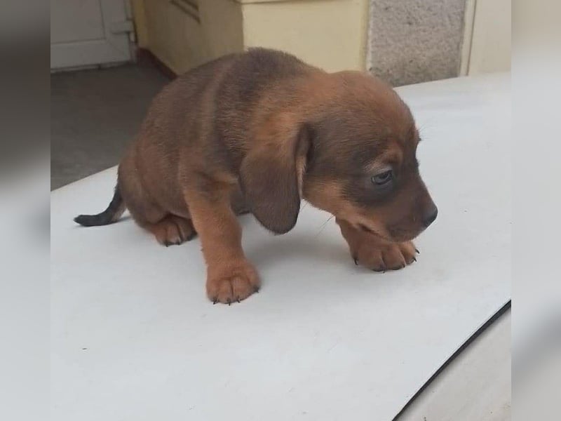 HOPE - kleine Herzensdame