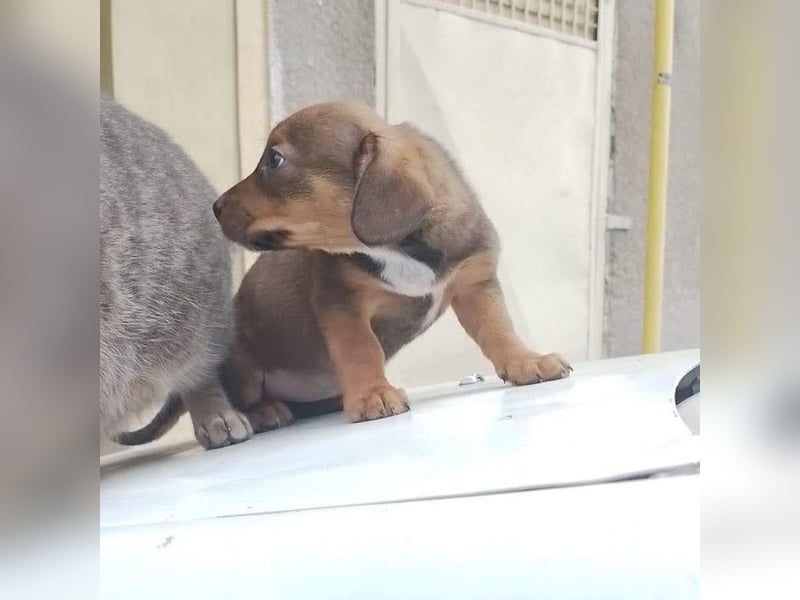 HOPE - kleine Herzensdame