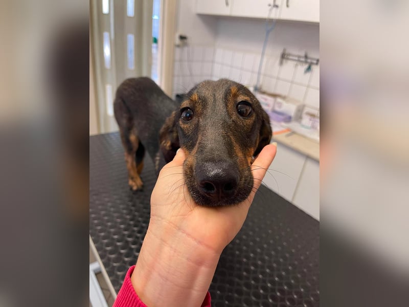 RUFUS - aktiver Hundebub sucht seine Menschen