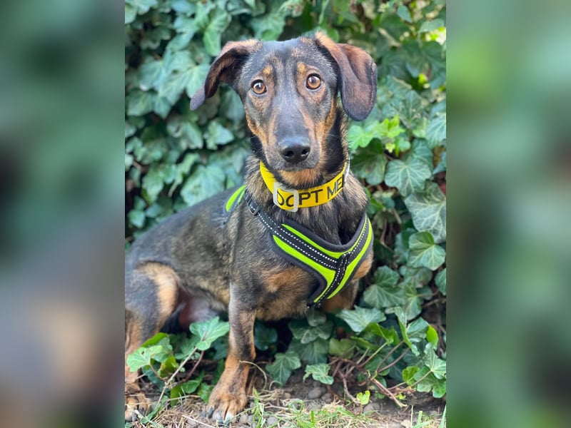 RUFUS - aktiver Hundebub sucht seine Menschen