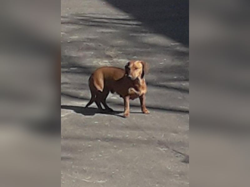 HOPE - kleine Herzensdame