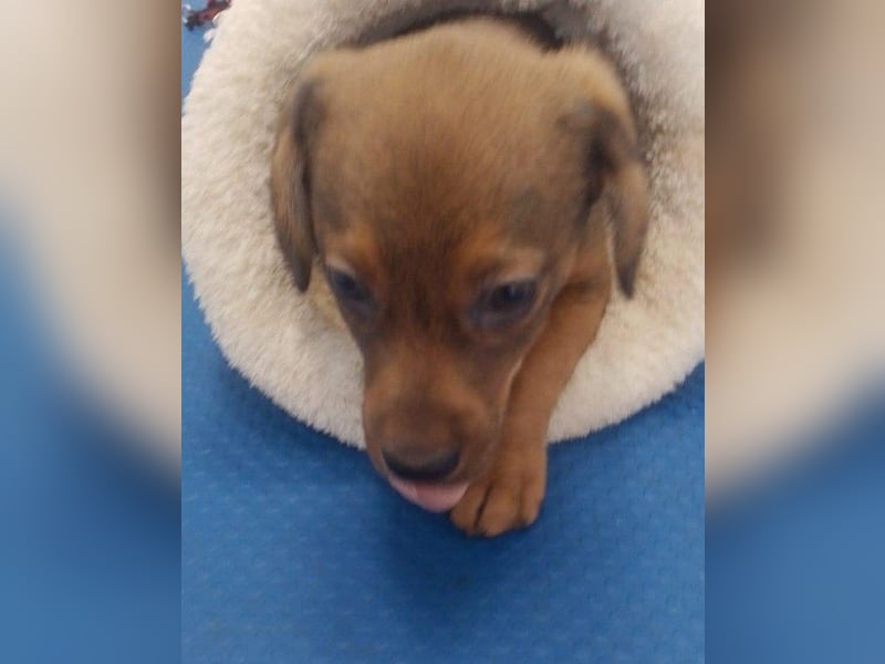 HOPE - kleine Herzensdame