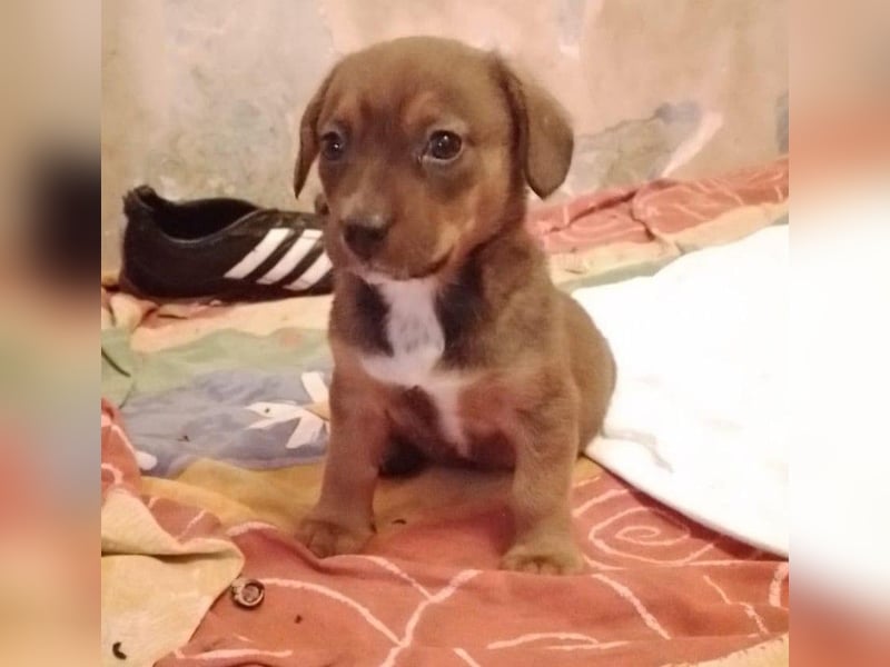 HOPE - kleine Herzensdame