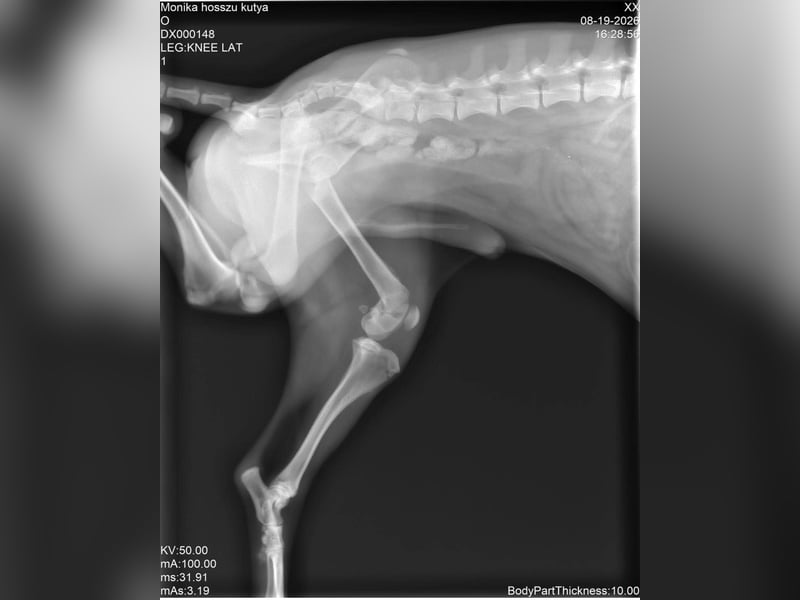RUFUS - aktiver Hundebub sucht seine Menschen