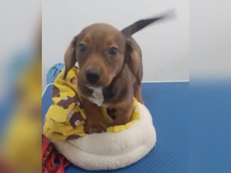 HOPE - kleine Herzensdame