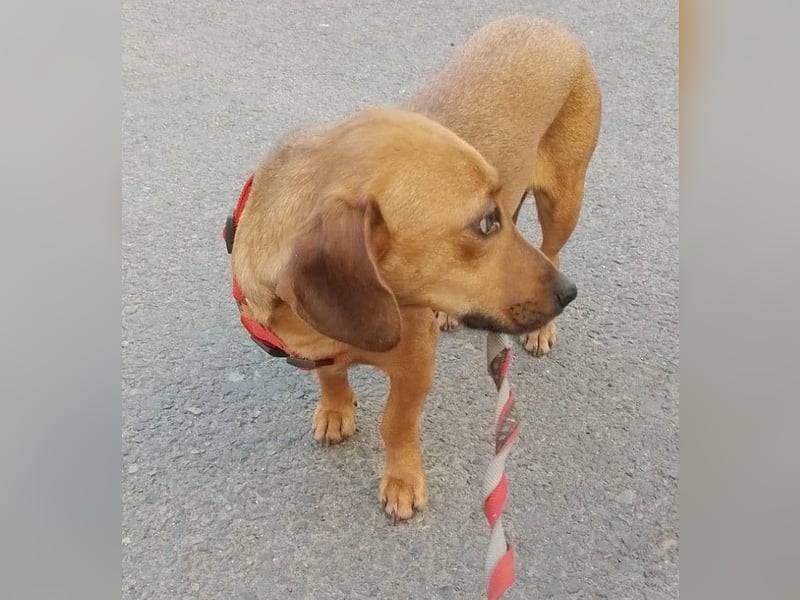 HOLLY - sucht ihren sicheren Hafen