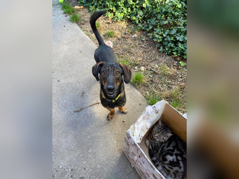 RUFUS - aktiver Hundebub sucht seine Menschen