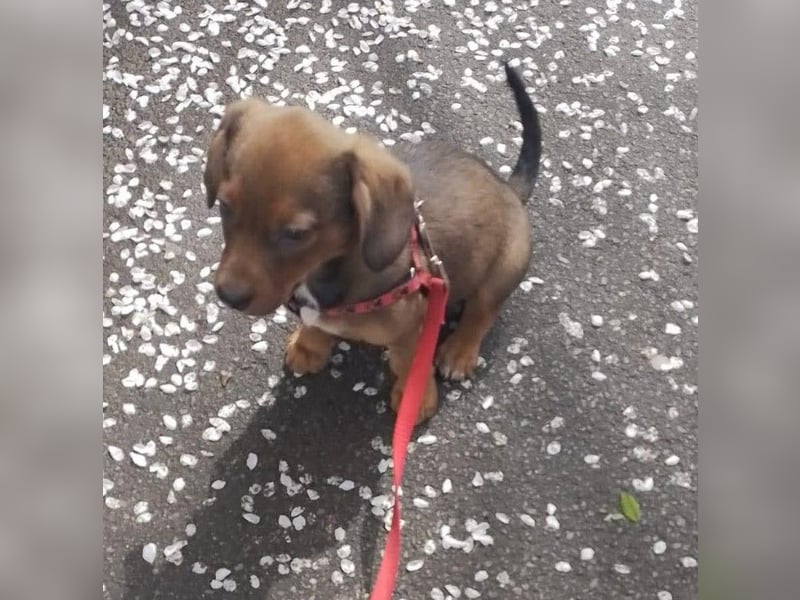 HOPE - kleine Herzensdame