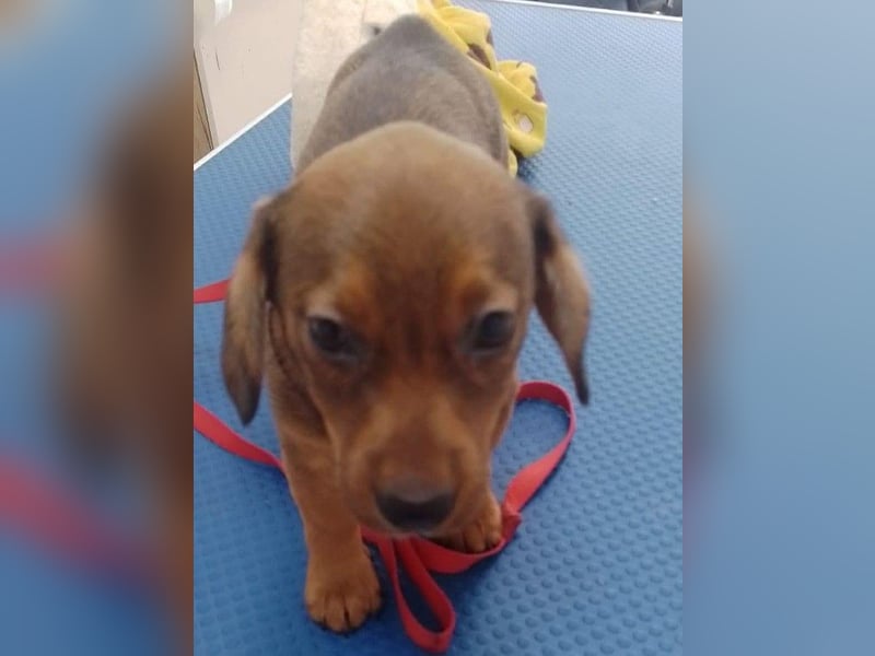 HOPE - kleine Herzensdame