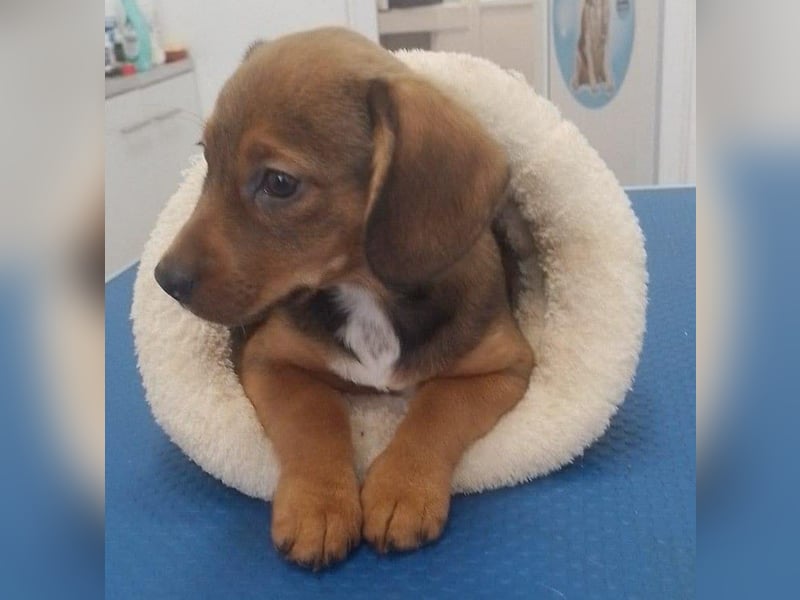 HOPE - kleine Herzensdame