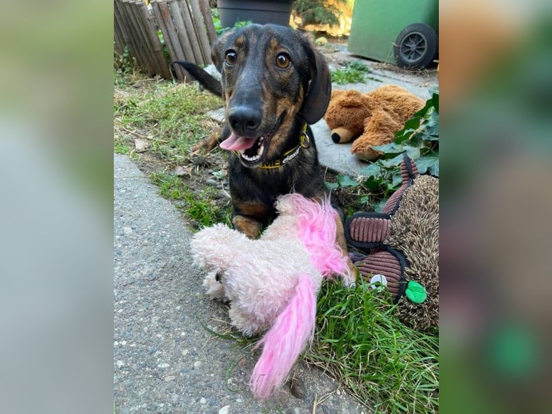 RUFUS - aktiver Hundebub sucht seine Menschen