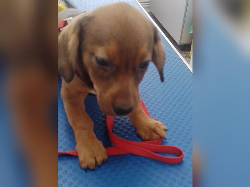 HOPE - kleine Herzensdame