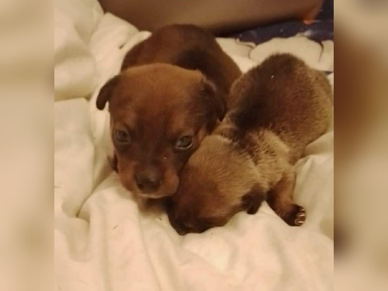 HOPE - kleine Herzensdame