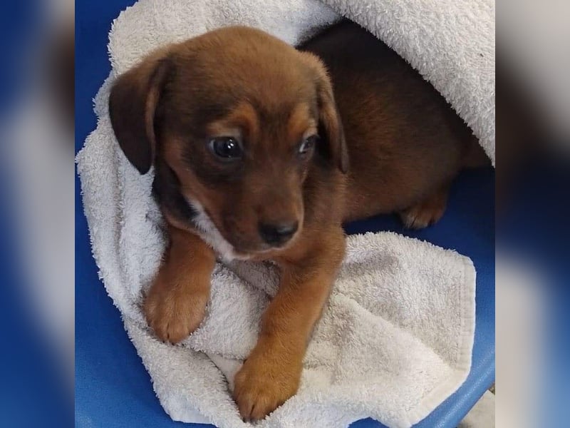 HOPE - kleine Herzensdame