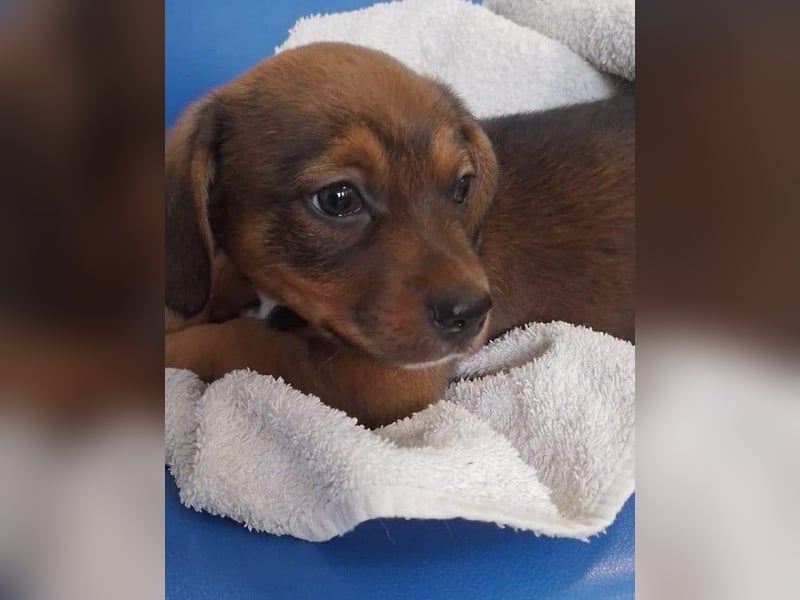 HOPE - kleine Herzensdame