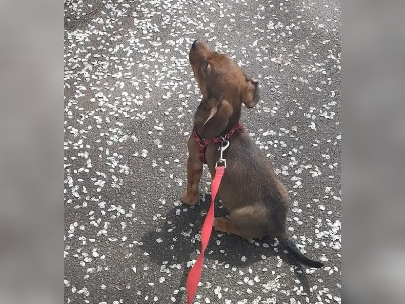 HOPE - kleine Herzensdame