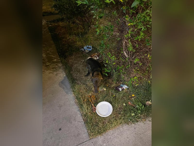 RUFUS - aktiver Hundebub sucht seine Menschen