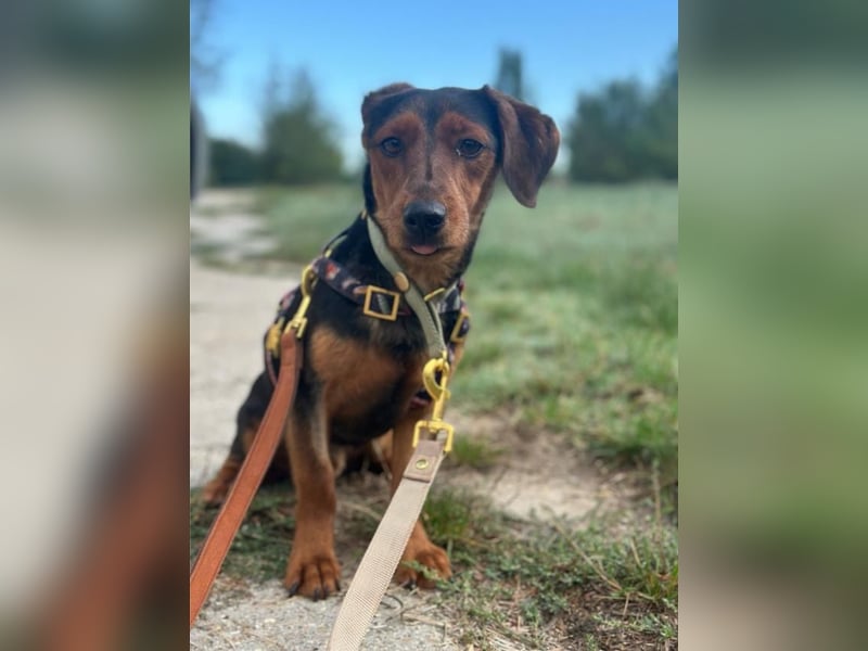 Nolang, schüchterner Herzenshund, ca. 1 Jahr, ca. 35 cm, ca. 8 kg *in 04613 Lucka*