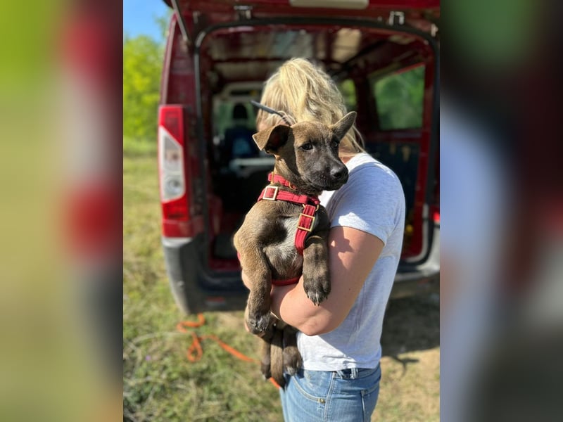 Giovanni, sensibler Mali-Dackelmix, ca. 6 Monate, ca. 35cm, ca. 13kg