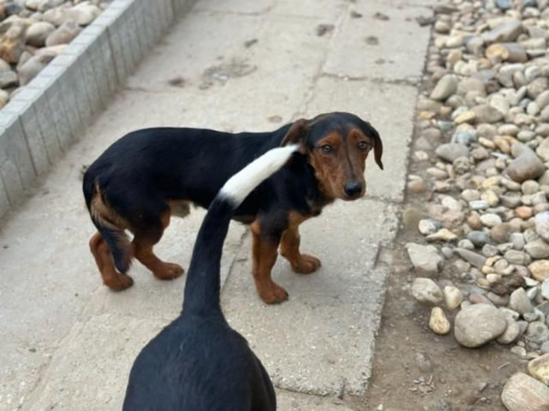 Nolang, schüchterner Herzenshund, ca. 1 Jahr, ca. 35 cm, ca. 8 kg *in 04613 Lucka*
