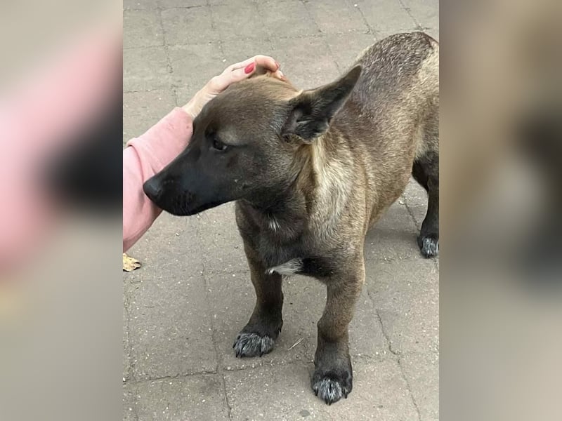 Giovanni, sensibler Mali-Dackelmix, ca. 6 Monate, ca. 35cm, ca. 13kg