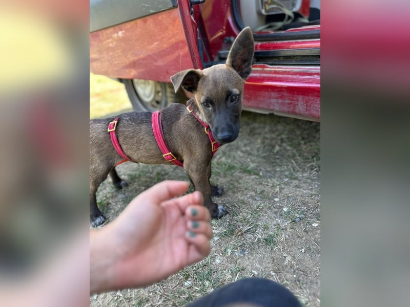 Giovanni, sensibler Mali-Dackelmix, ca. 6 Monate, ca. 35cm, ca. 13kg