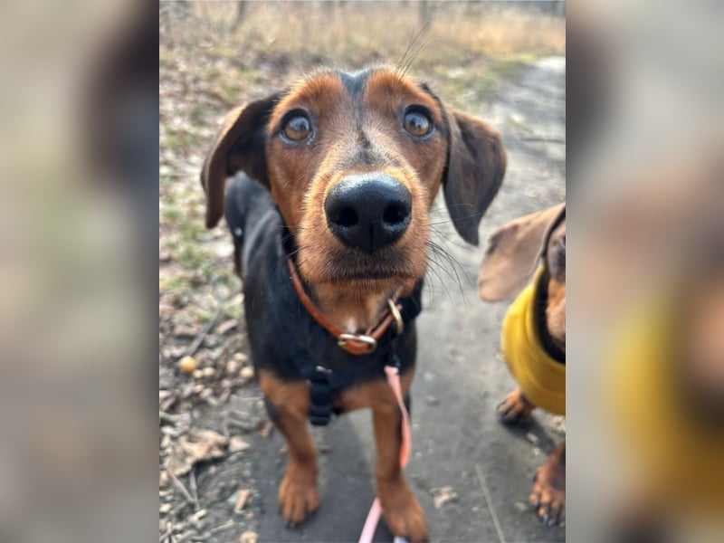 Nolang, schüchterner Herzenshund, ca. 1 Jahr, ca. 35 cm, ca. 8 kg *in 04613 Lucka*