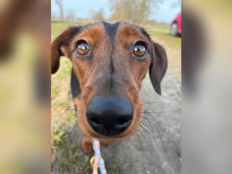 Nolang, schüchterner Herzenshund, ca. 1 Jahr, ca. 35 cm, ca. 8 kg *in 04613 Lucka*