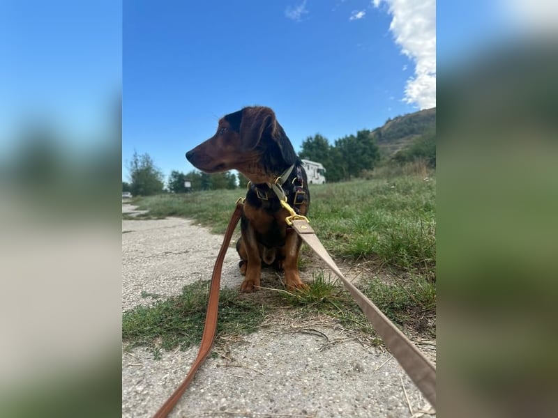 Nolang, schüchterner Herzenshund, ca. 1 Jahr, ca. 35 cm, ca. 8 kg *in 04613 Lucka*