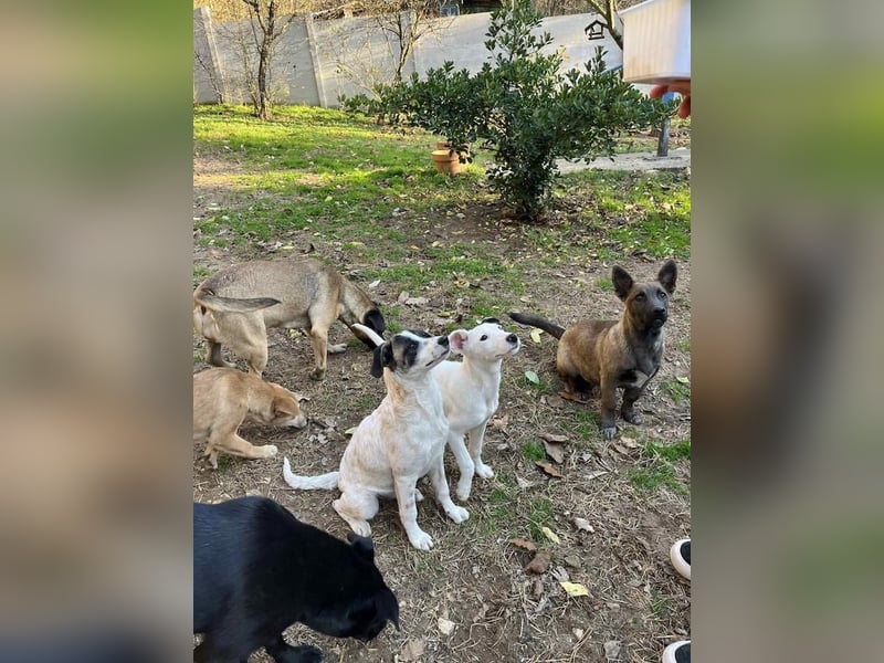 Giovanni, sensibler Mali-Dackelmix, ca. 6 Monate, ca. 35cm, ca. 13kg